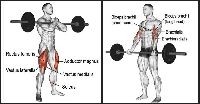 The Full-Body Barbell Workout
