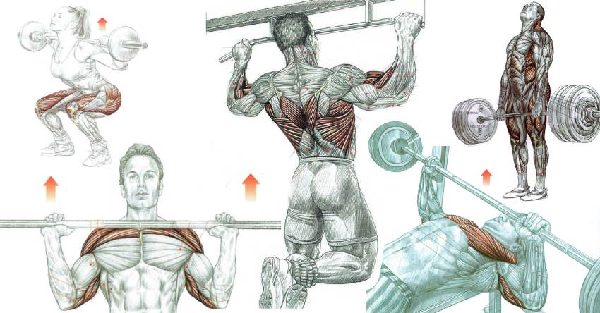 5 Essential Muscle Building Exercises