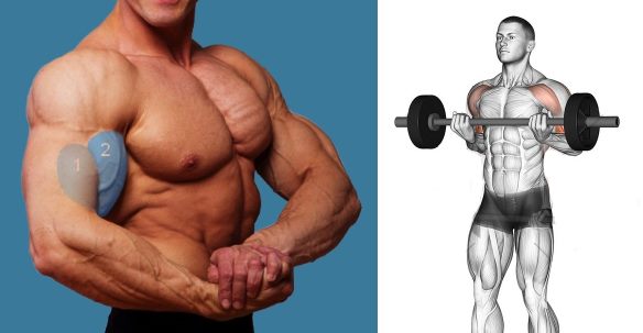 Drag Curls For Bigger Biceps