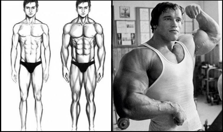 5 Hardgainer Arm Building Tips