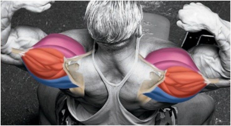 Double Phase Shoulder Width And Growth Workout Plan