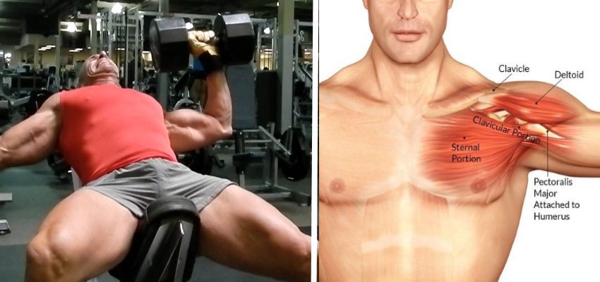 4 Best Exercises For A Bigger Chest