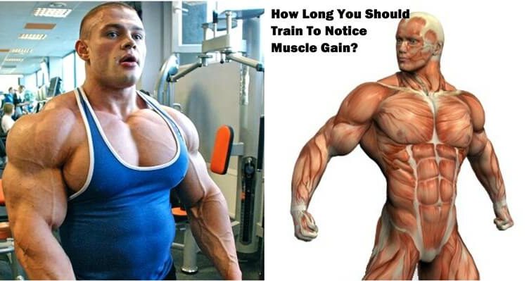 How Long You Should Train To Notice Muscle Gain?