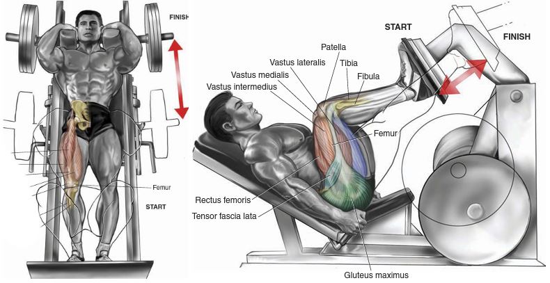 Hack Squat Vs Leg Press, Which Is Better?