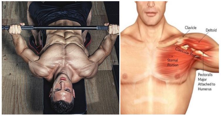 Workouts For Chest ? 4 Exercises For Building Mass Workouts For Chest ? 4 Exercises For Building Mass