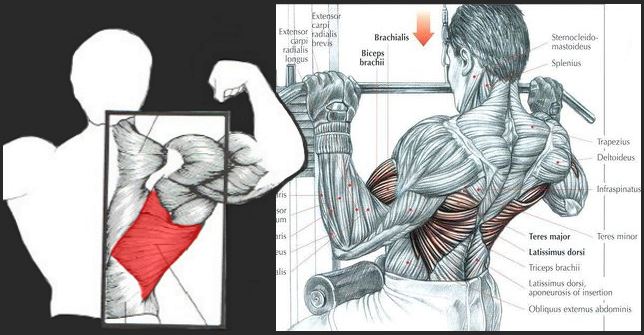 How To Build Bigger Lats ? Latissimus Dorsi Workout