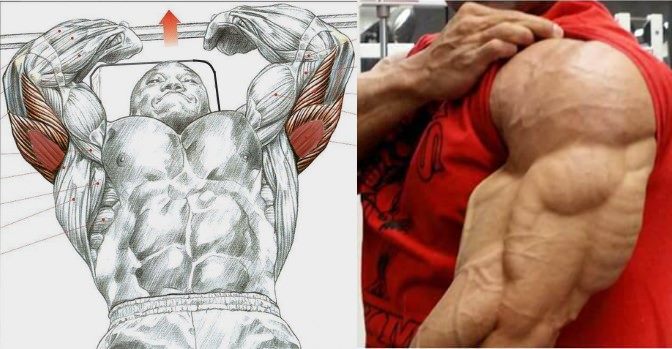 4 Triceps Exercises You Should Try!