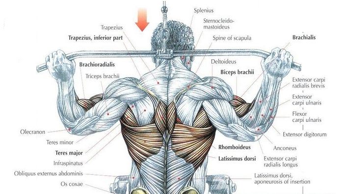 Are Behind The Neck Lat Pulldowns Bad for You